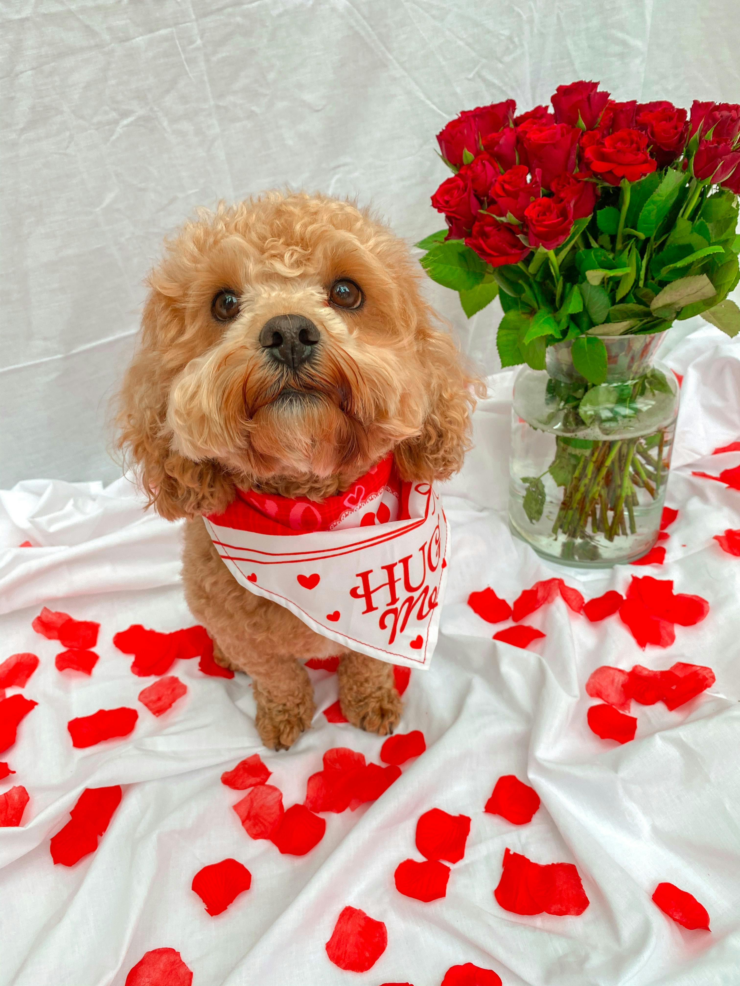 Dogs And Roses Photos, Download The BEST Free Dogs And Roses Stock ...