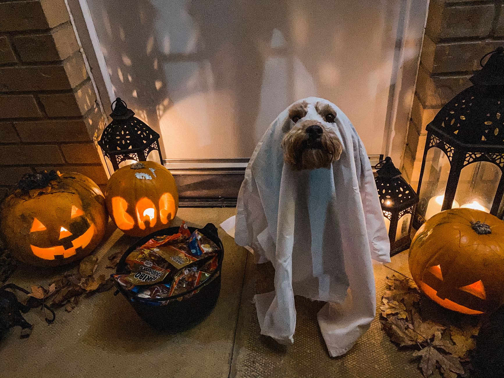 Halloween Dog Treats and Toys: Safe, Fun Picks for Your Pup