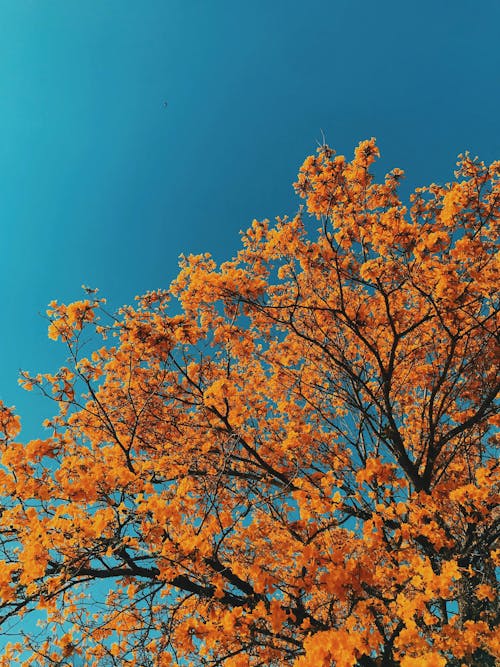 Darmowe zdjęcie z galerii z błękitne niebo, czysty, flora
