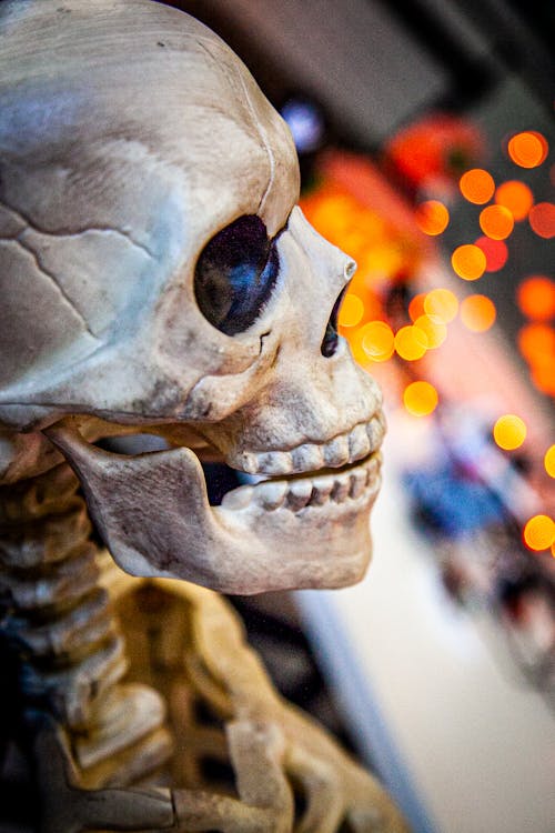 Human Skull in Closeup Photography