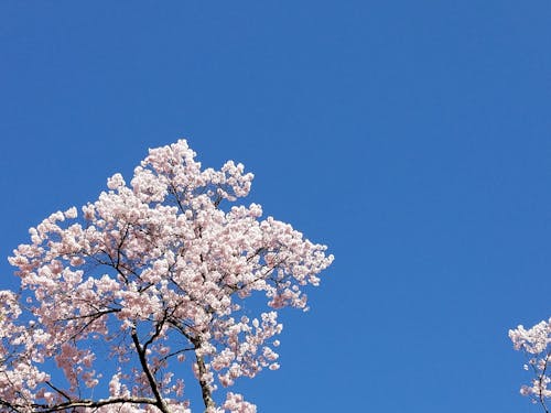 Darmowe zdjęcie z galerii z japonia, kwiaty wiśni