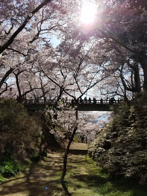 Ilmainen kuvapankkikuva tunnisteilla japani, kirsikankukat