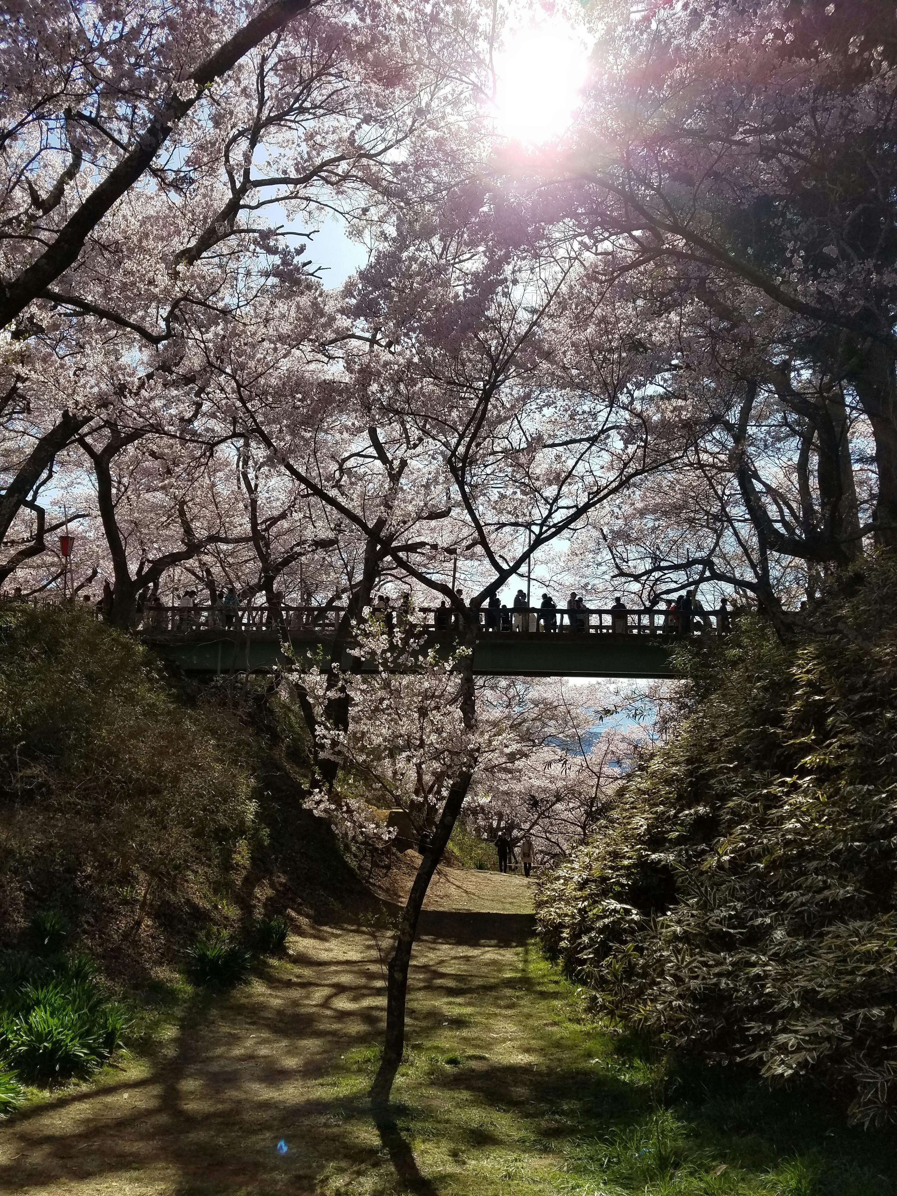 Foto Stok Gratis Tentang Bunga Sakura Jepang