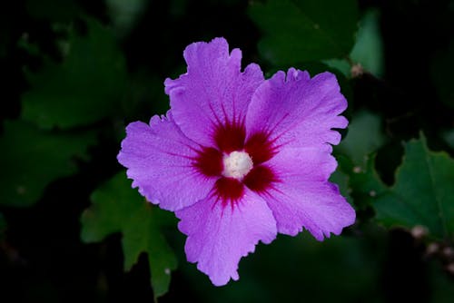 Purple and Red Flower in Bloom