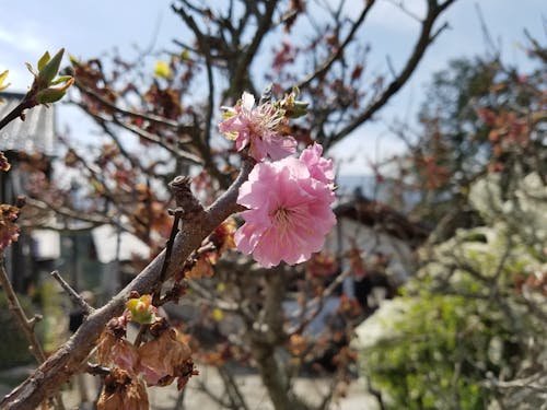 Ilmainen kuvapankkikuva tunnisteilla japani, kirsikankukka