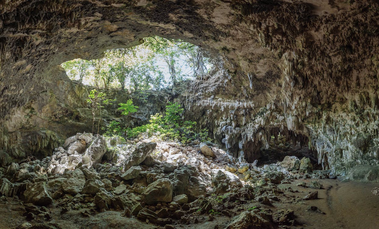 木の近くの洞窟 無料の写真素材