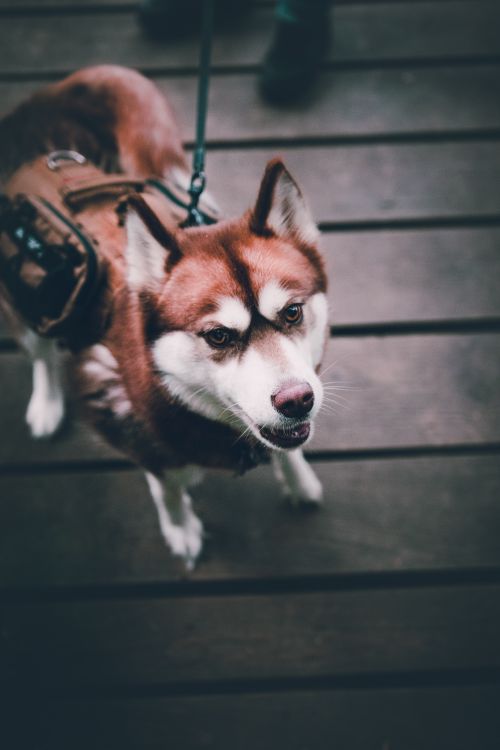 Free Adorable Siberian Husky looking up while on a leash, standing on wooden slats. Stock Photo