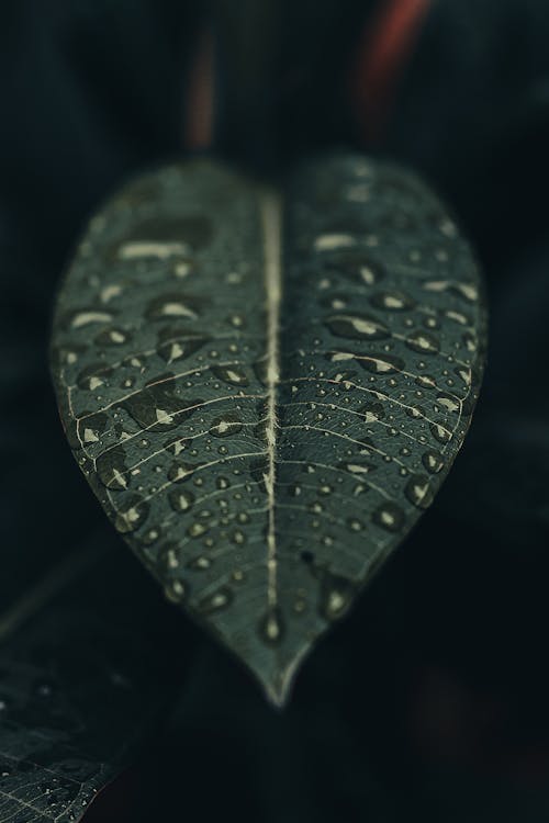 Water Droplets on Green Leaf