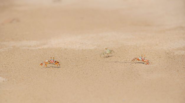crab photo