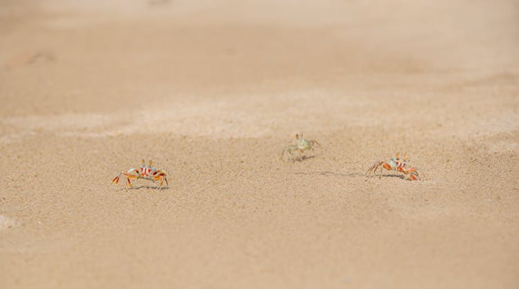 Crabs Walking On Brown Sand