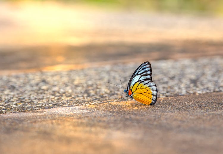 A Butterfly On The Sandy Ground