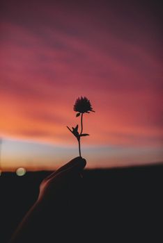 A silhouetted hand holding a flower against a vibrant sunset sky.
