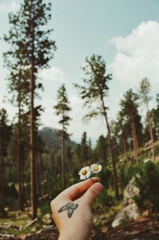 Hand with butterfly tattoo holding chamomile flowers in a serene forest scene.