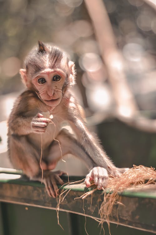 Brown Monkey Sitting on a Metal Fence