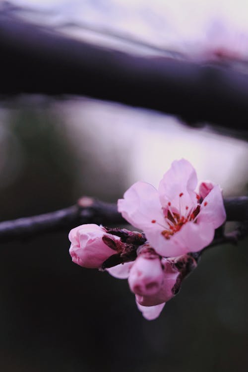 Pink Cherry Blossom in Close Up Photography
