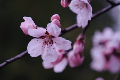Free Cherry Blossom in Bloom Stock Photo