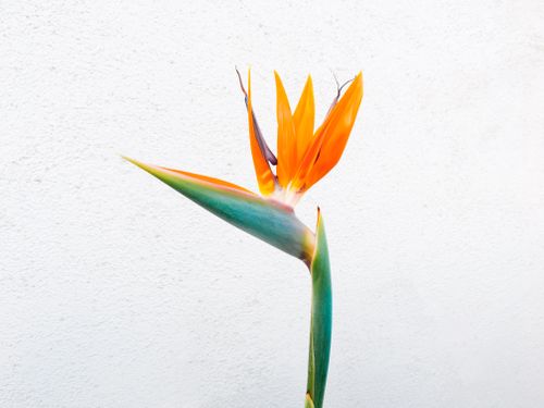 Free Close-up of a vibrant Birds of Paradise flower against a minimalist background. Stock Photo