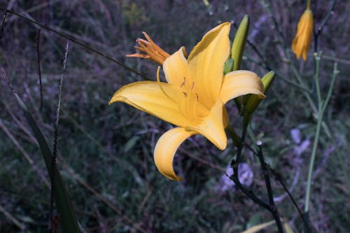 Photos gratuites de beauté, brésil, fleur