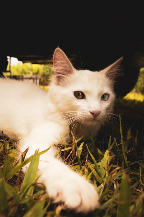 Základová fotografie zdarma na téma bílá kočka, kočičí oči, kočičí oko