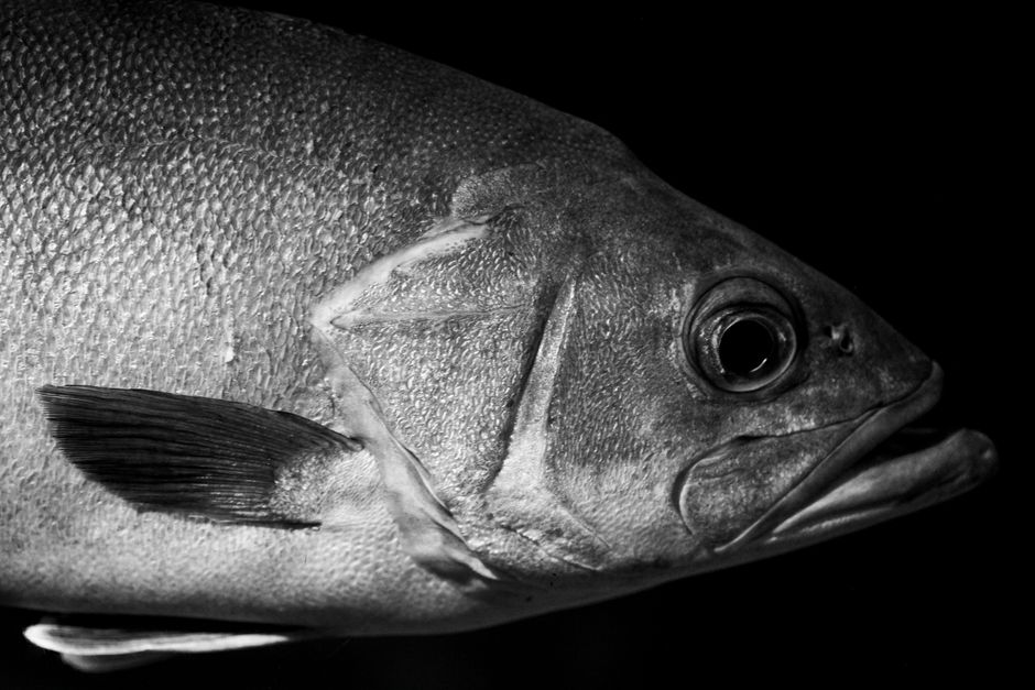 Man Holding A Gray Fish · Free Stock Photo