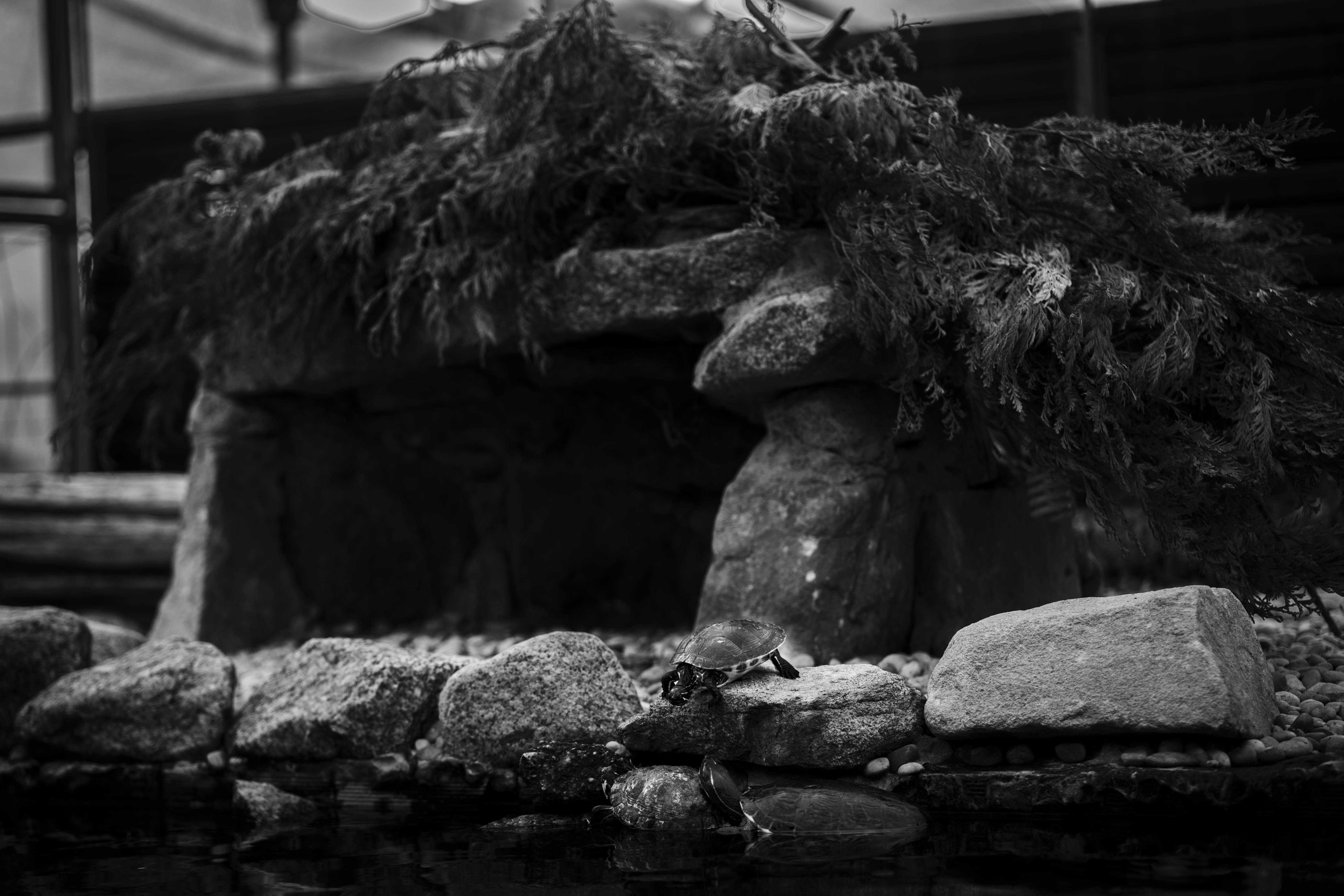 Grayscale Photo of Dragonflies on Top of a Rock · Free Stock Photo