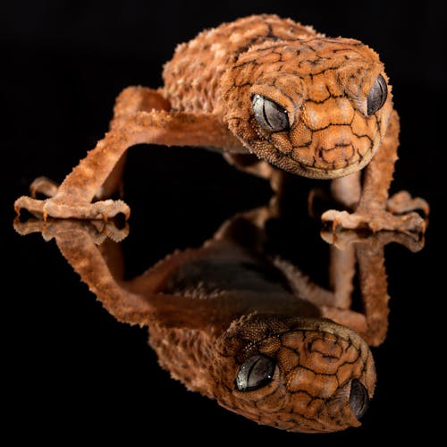 Free Brown Lizard's Image Reflecting on Floor Stock Photo