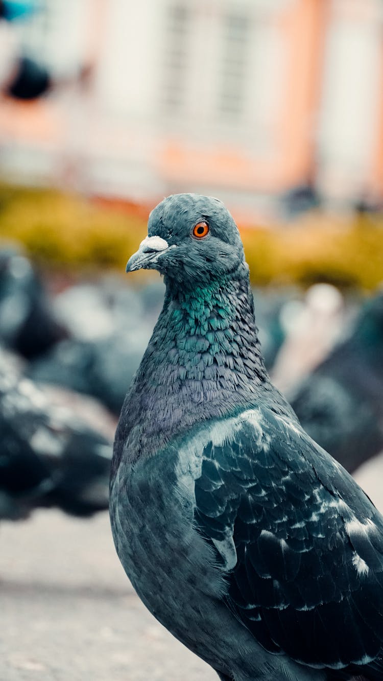 Black Pigeon In Close Up Photography