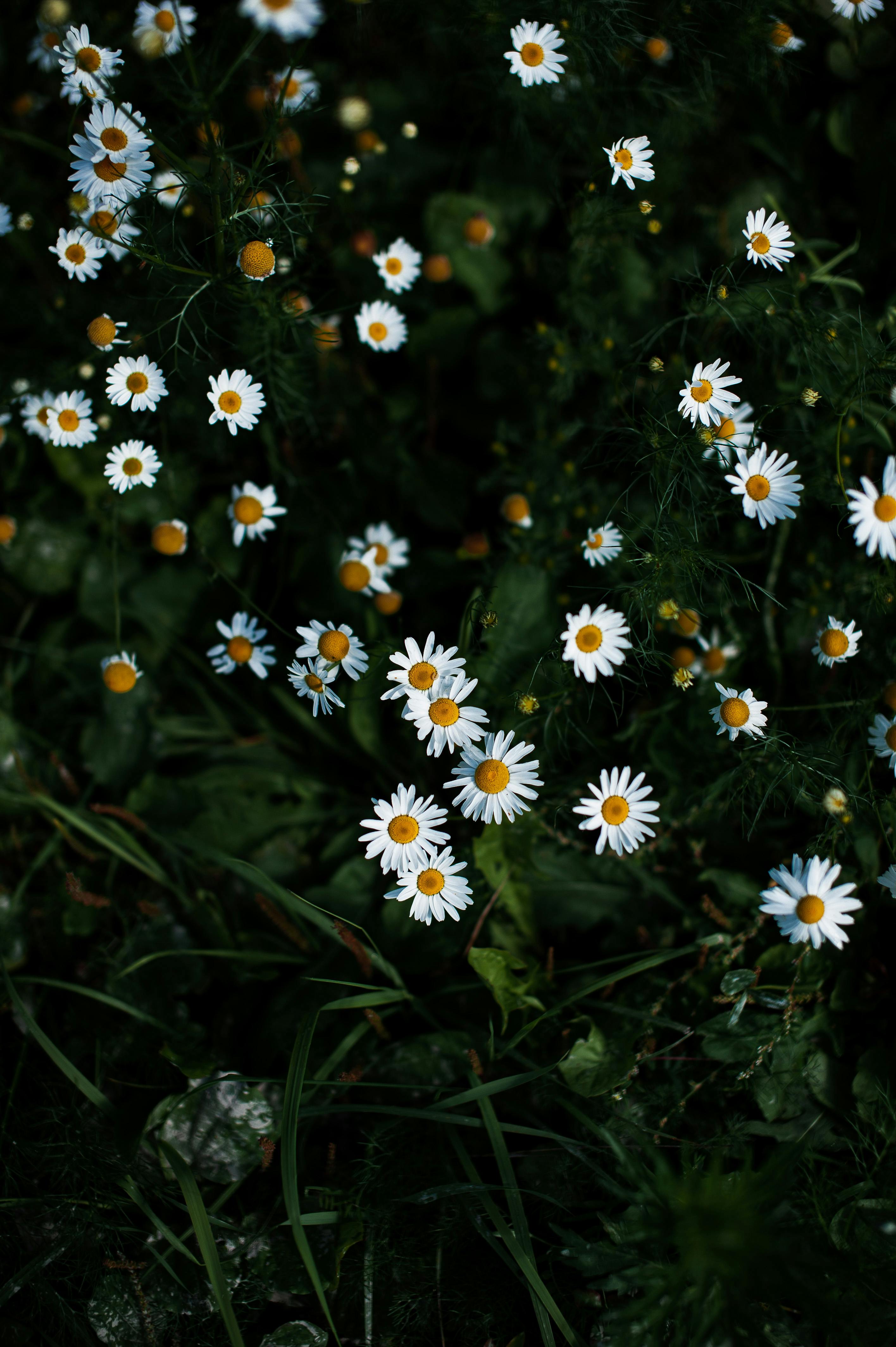 White Blossom in Bloom · Free Stock Photo