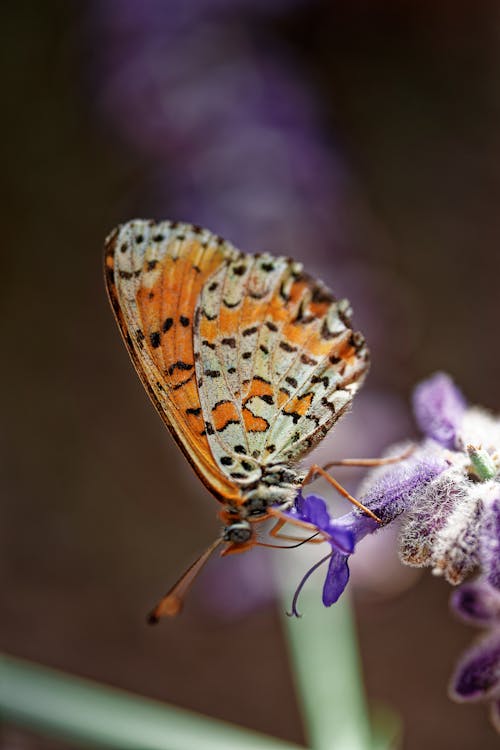 Orange and White Butterfly Perched on Purple Flower