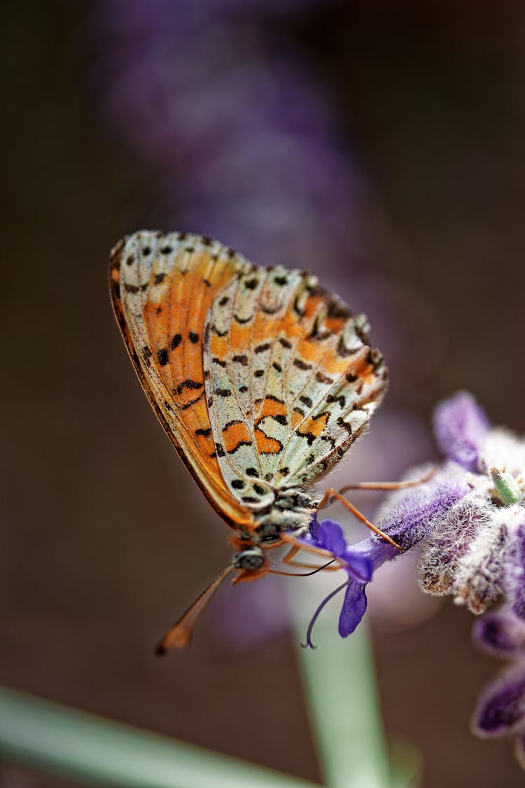 Orange And White Butterfly Perched On Purple Flower