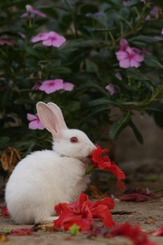 rabbit photo