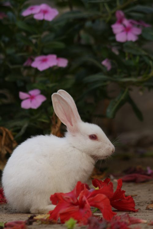 Bezpłatne Darmowe zdjęcie z galerii z biały królik, czerwone kwiaty, pionowy strzał Zdjęcie z galerii