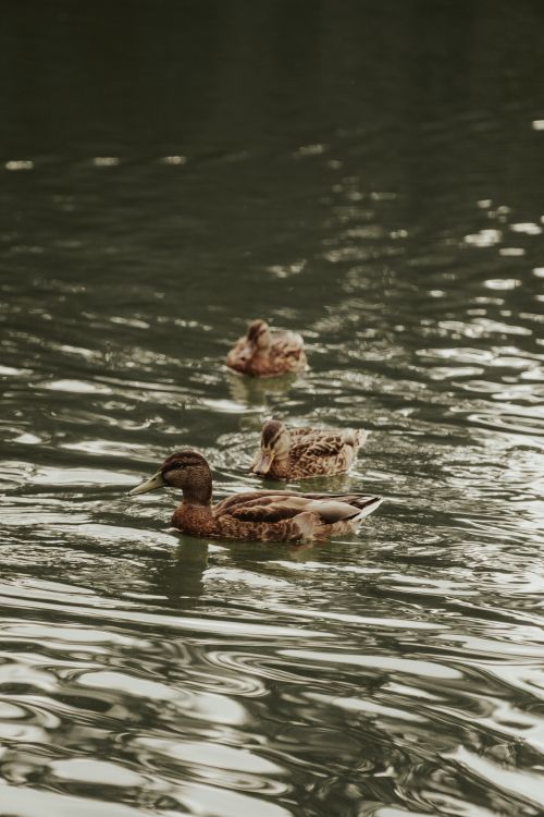 Free A serene group of mallard ducks gracefully swimming on a rippling water surface. Stock Photo