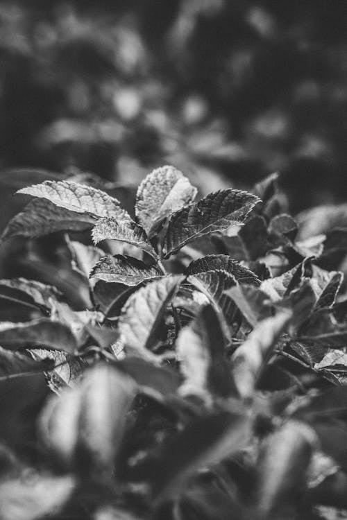 Fotos de stock gratuitas de blanco y negro, de cerca, hojas