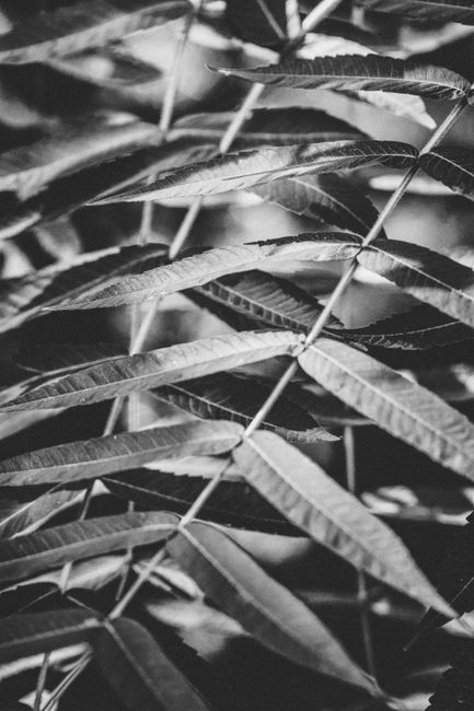 Artistic close-up of leaves in black and white, highlighting natural patterns and textures.