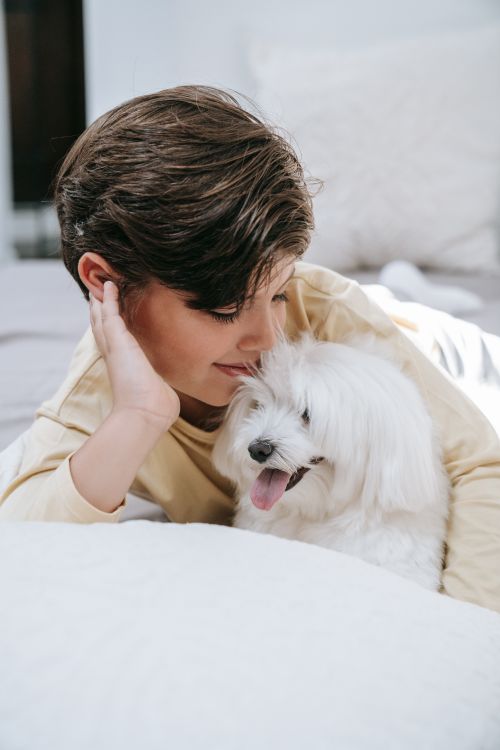 Free A young boy relaxes on a bed while affectionately cuddling a happy Maltese dog. Stock Photo