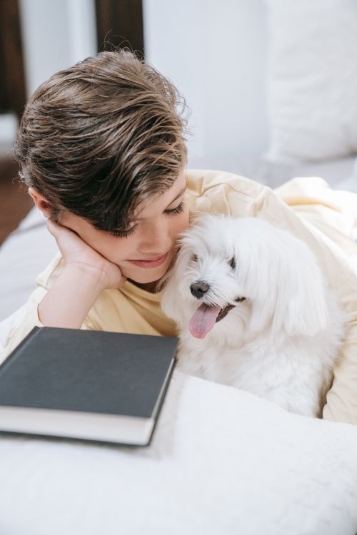 Free Young boy cuddling a white Maltese dog while lying on a comfy bed with a book nearby. Stock Photo