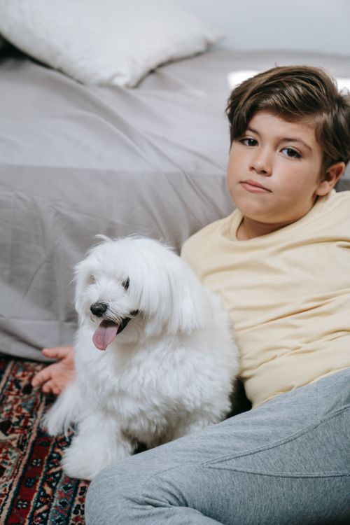Free Young boy sitting with an adorable Maltese dog indoors, enjoying a quiet moment together. Stock Photo