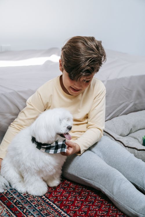 Free Charming scene of a young boy and his Maltese dog indoors, highlighting companionship. Stock Photo
