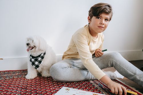 Free A young boy sitting indoors on a carpet playing with pencils beside a Maltese dog. Stock Photo