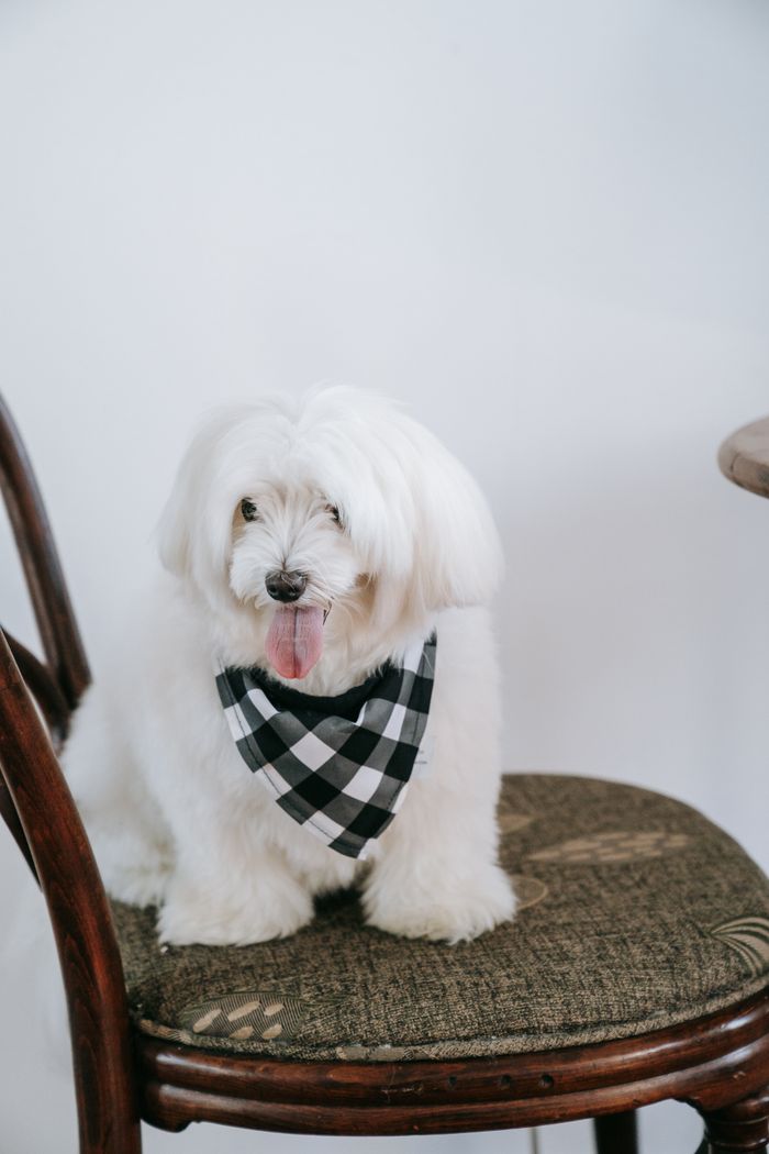 A small white dog in a checked cotton bandana sitting on a wooden chair