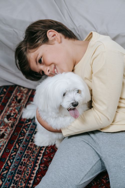 Free A young boy in casual clothing cuddling a white dog indoors on a patterned rug. Stock Photo