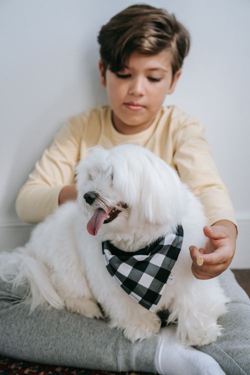 Free Young boy sitting with a Maltese dog wearing a scarf indoors, conveying warmth and companionship. Stock Photo