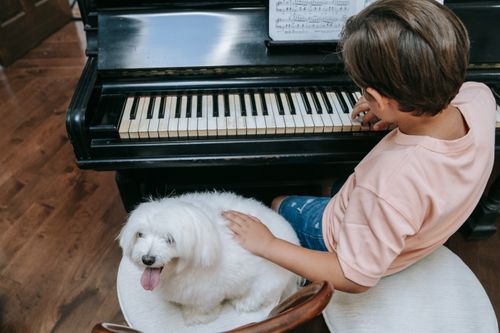 Free Young boy playing the piano with a cute Maltese dog sitting nearby indoors. Stock Photo