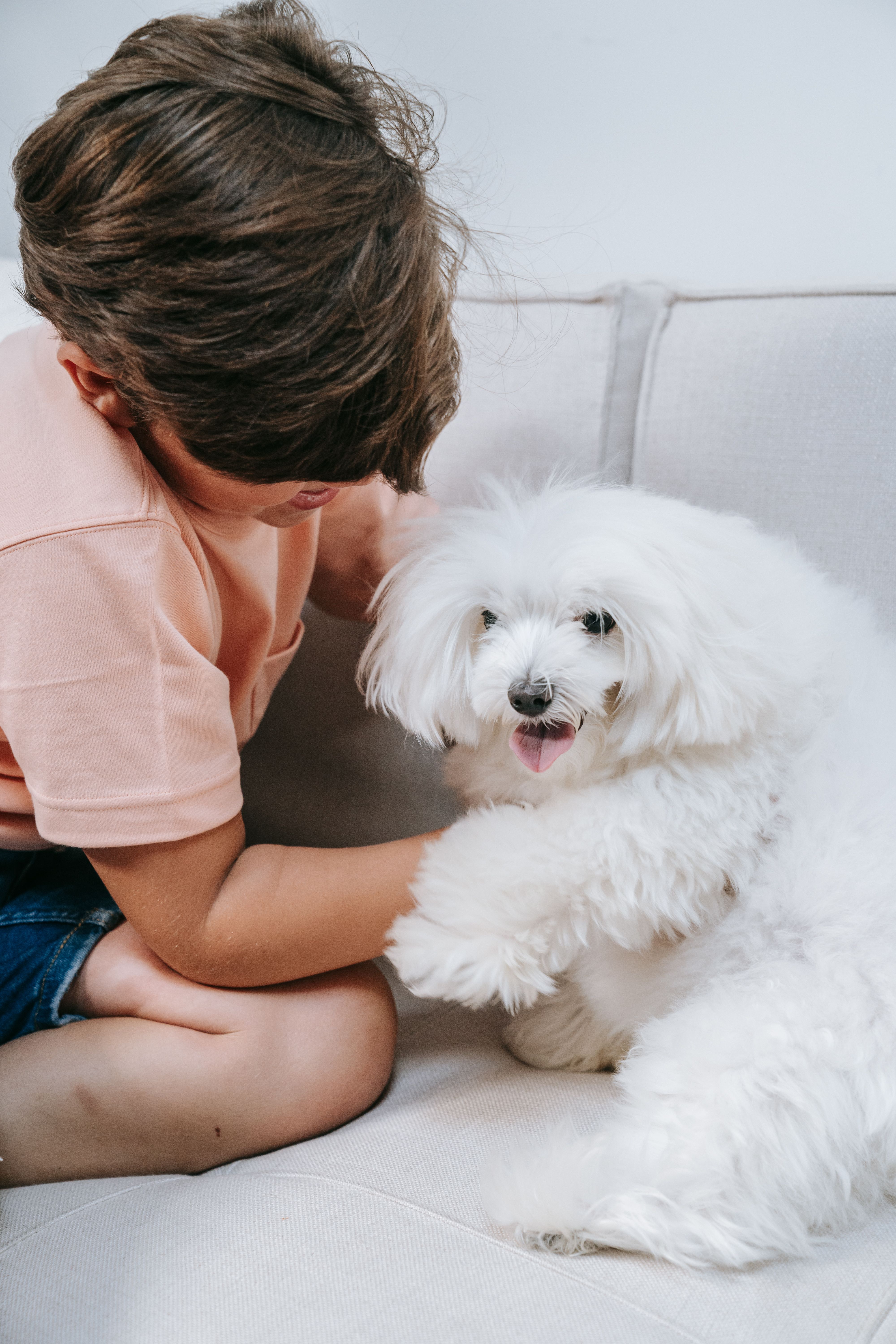 A young boy playing with a fluffy white dog on a sofa, expressing joy and companionship.