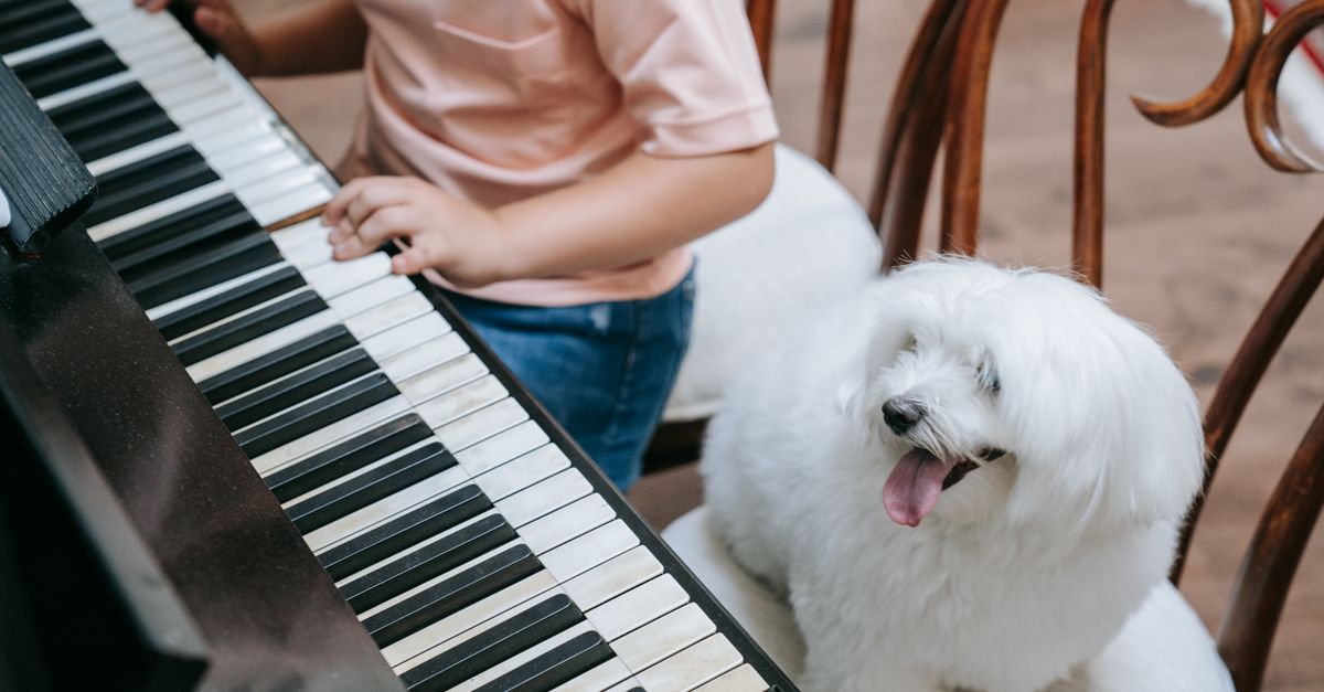 Executive Summary: How Does Calming Music For Dogs Work