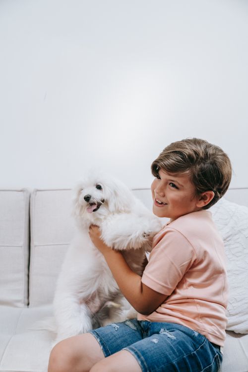 Free Young boy joyfully holding a fluffy Maltese dog indoors. Stock Photo