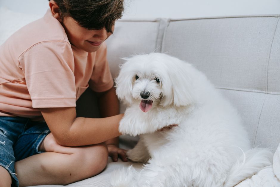 Young boy enjoys playful moment with fluffy white Maltese dog on a light-colored sofa. Young boy enjoys playful moment with fluffy white Maltese dog on a light-colored sofa.