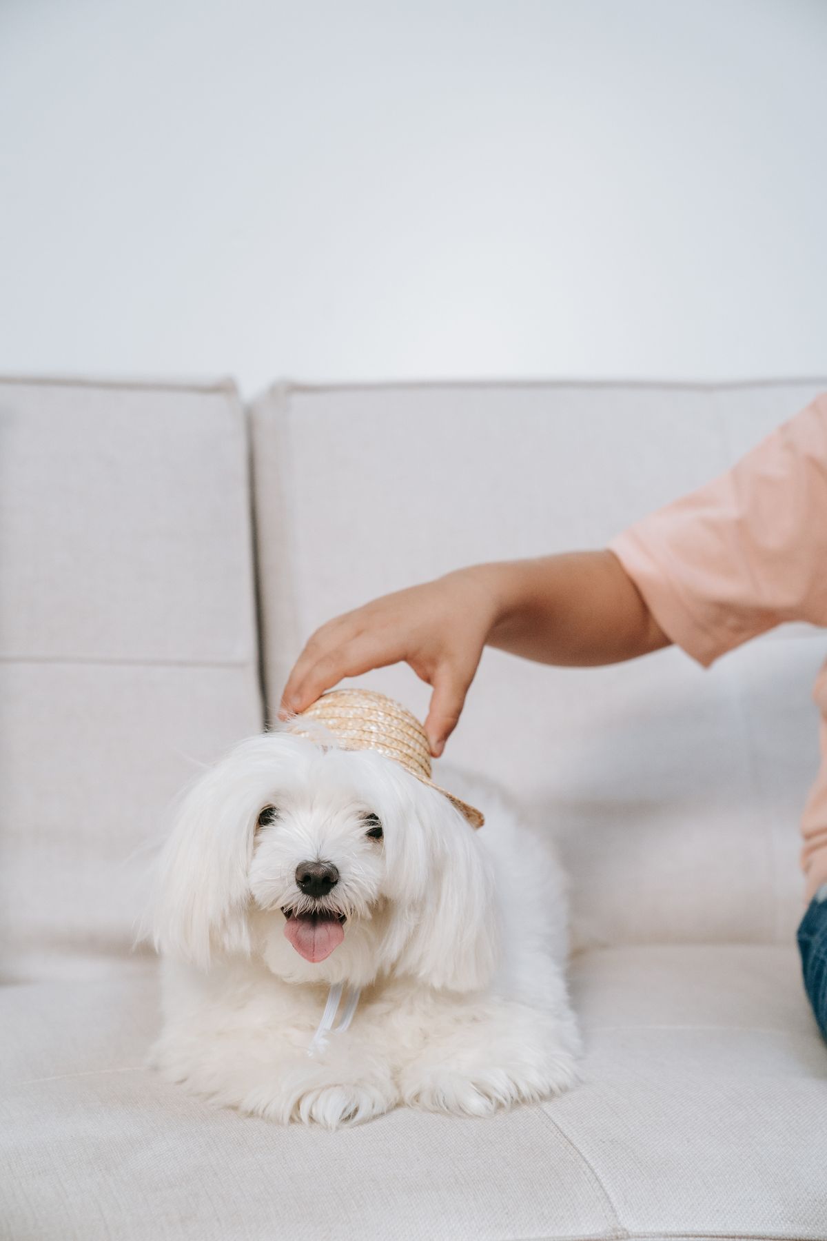 Dog sitting calmly indoors with a relaxed, peaceful expression