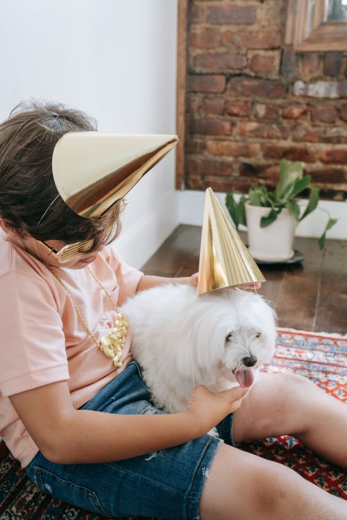Free A child and a Maltese dog wearing gold party hats, sitting indoors. Stock Photo